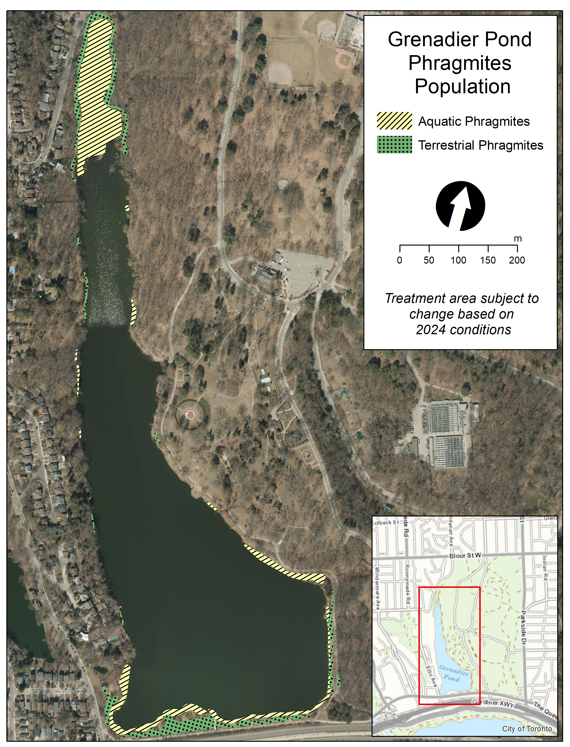 Aerial photograph of Grenadier Pond showing aquatic phragmites at north end of pond and along the South edges of the pond. Terrestrial phragmites shown along edges of North and South end of pond. Aerial photograph of Grenadier Pond showing aquatic phragmites at north end of pond and along the South edges of the pond. Terrestrial phragmites shown along edges of North and South end of pond.