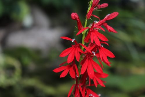 Image of Lobelia cardinalis Cardinal Flower (N), red flower