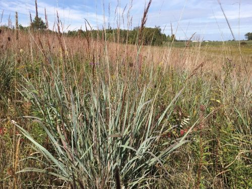Image of Sorgbastrum nutans Indian Grass (N)