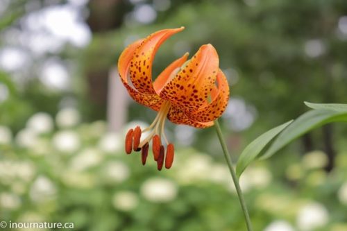 Image of Lillium michiganense Michigan Lily (N), orange plant