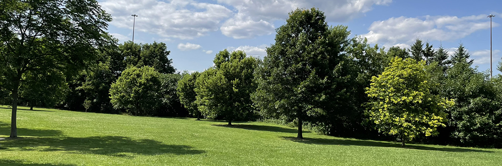 A field with grass, mature trees and a blue sky.