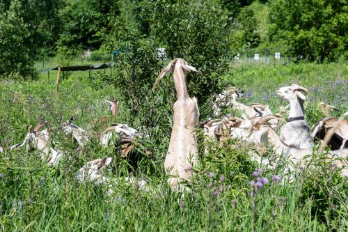 Goats standing up in a grassy field