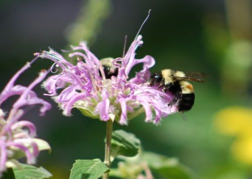 A bee sitting on a pink flower.