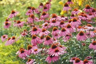 Image of Echinacea purpurea Purple Coneflower (N), pink plant