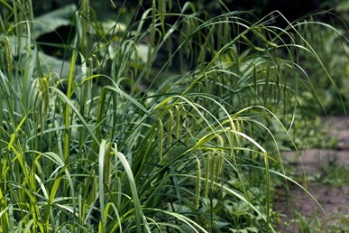 Image of Carex crinita Fringed Sedge (N)(S), green plant