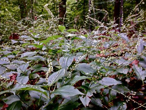 Image of Persicaria virginiana Virginia Jumpseed (N) plant