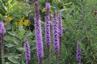 Image of Liatris spicata Dense Blazing Star (N), purple plant