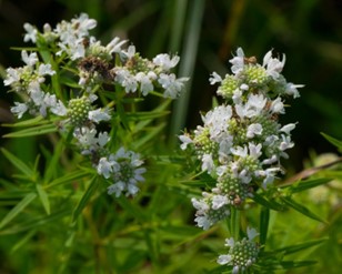 Image of Pycnanthemum virginianum (N) white plant
