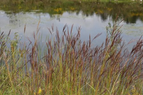 Image of Andropogon gerardi Big Bluestem (N)(S)