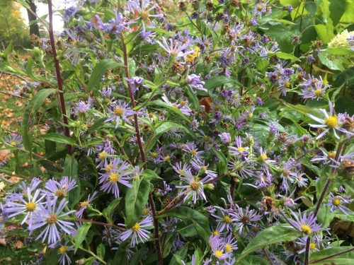 Image of Symphyotrichum puniceum Swamp Aster (N), purple plant