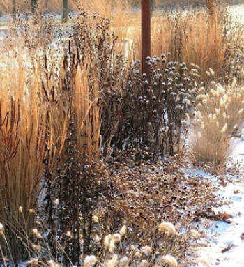 Image of winter interest planting