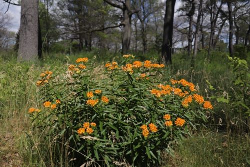Image of Asclepias tuberosa Butterfly Milkweed (N), orange plant