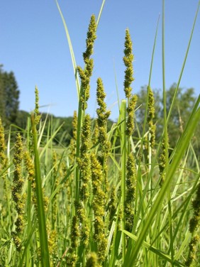 Image of Carex vulpinoidea Fox Sedge (N) plant