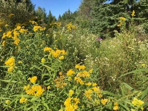 Image of Euthamia graminfolia Grass-leaf Goldenrod (N)(S), yellow plant