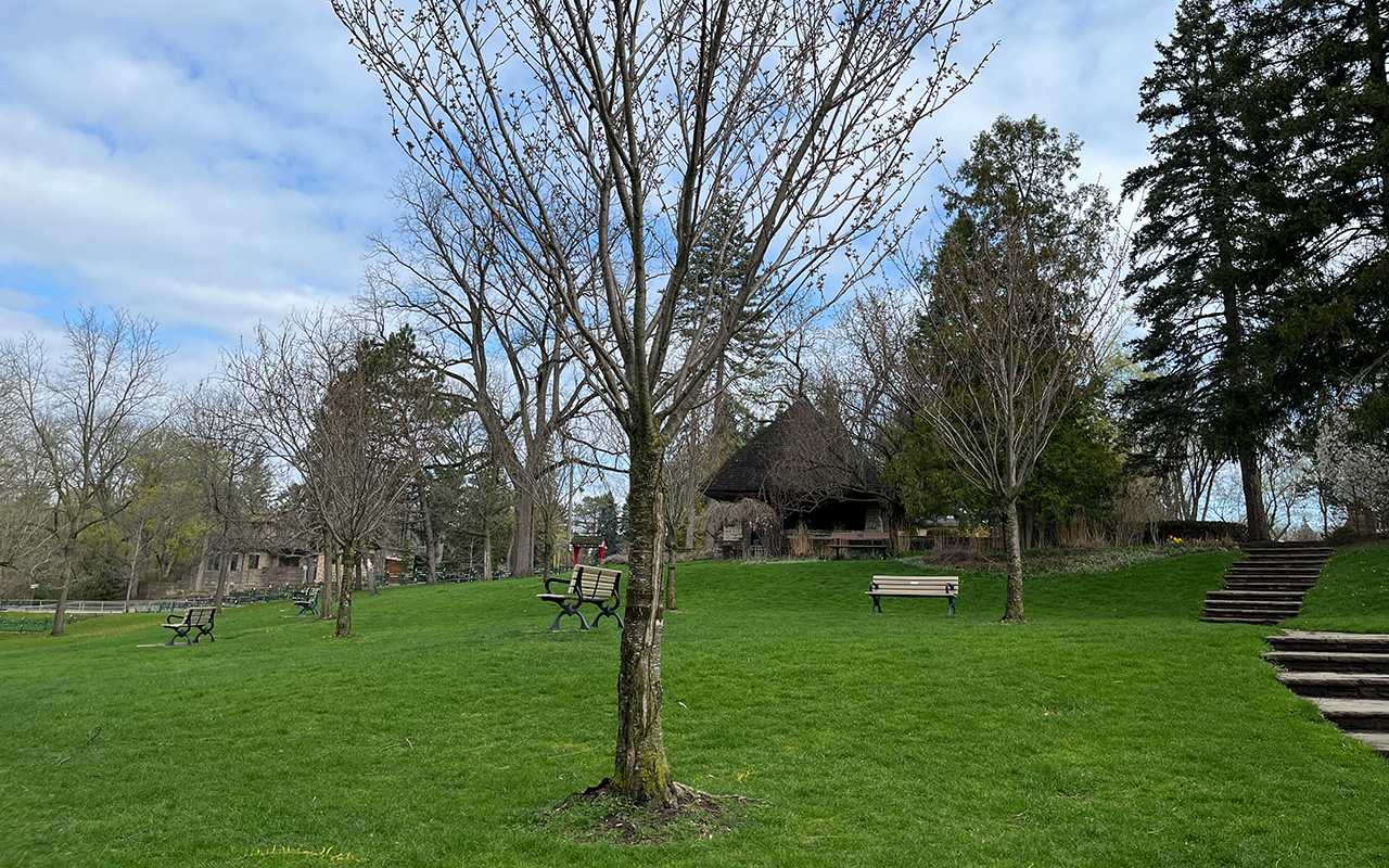 Cherry trees in the middle of grass parkland with benches dotted around. There are many buds on the trees.