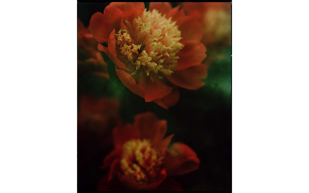 Close-up of a vibrant orange peony with a textured, creamy yellow centre.