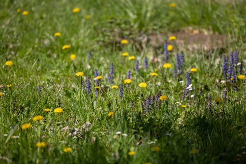 Meadow grass with yellow, purple and white flowers.