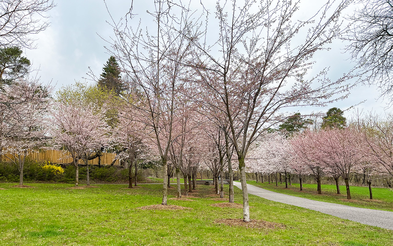 Cherry trees next to a straight paved pathway. There are many blooming buds on the trees.