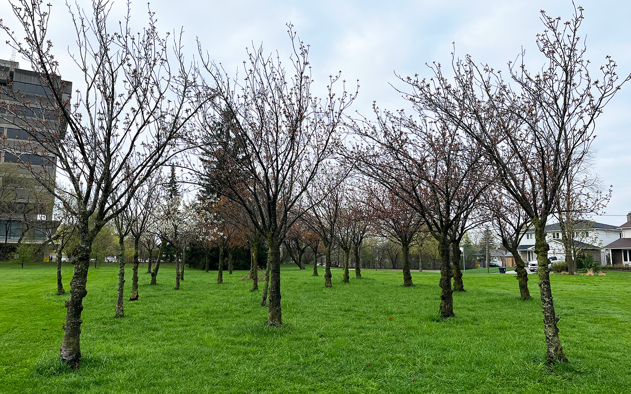 Cherry trees in rows on grassy parkland. There are many buds on the trees that are beginning to bloom.