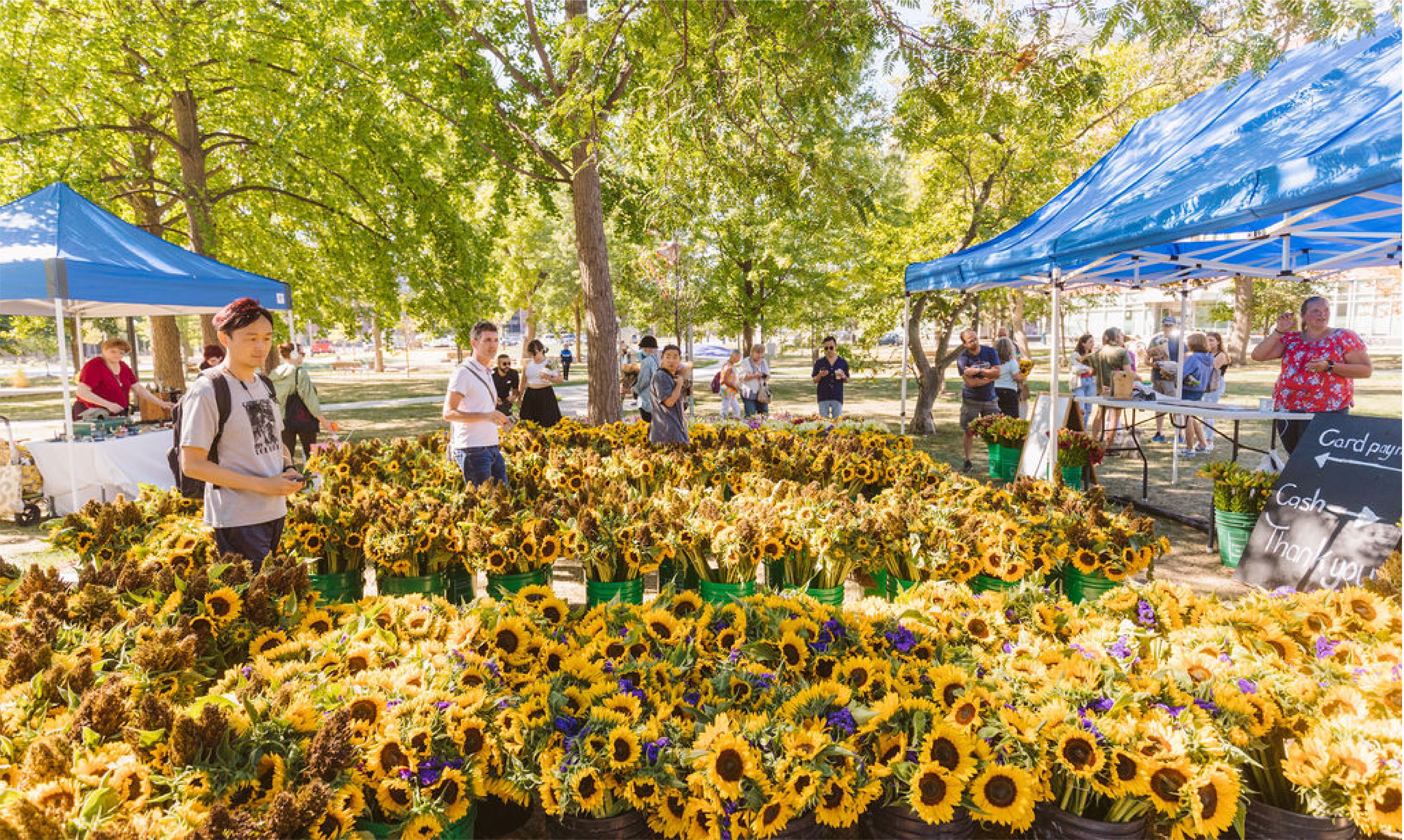 Many buckets filled with sunflowers outside where people browse an outdoor market.