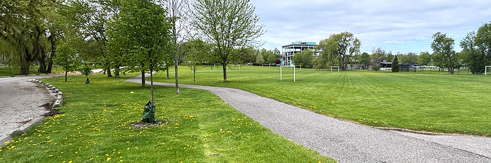 A wide, grassy park scene with a paved pathway curving through the middle. Young trees line the path, some with watering bags at their base. Soccer goals are scattered across an open field to the right. In the distance, a modern building is partially visible behind larger trees. The sky is overcast, and dandelions dot the lawn.