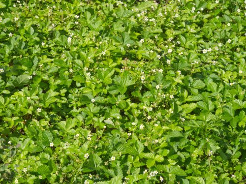 Blooming wild strawberries lawn