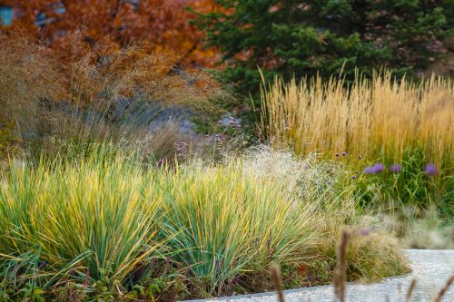Ornamental grasses in autumn. 