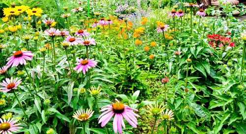 Pollinator garden with daisies, sunflowers and other flowers.