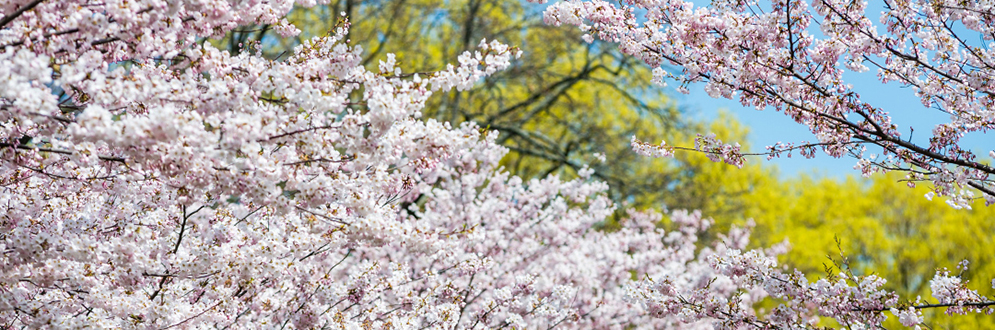 Pale pink cherry blossoms.