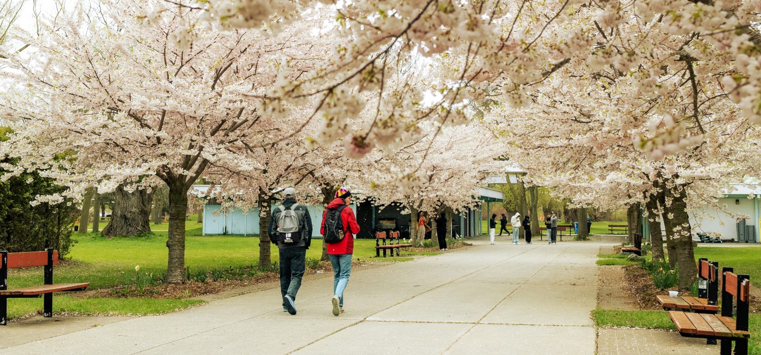 People walking under cherry blossoms along a park path on Toronto Island