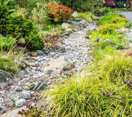 Natural ground plants around rocks.