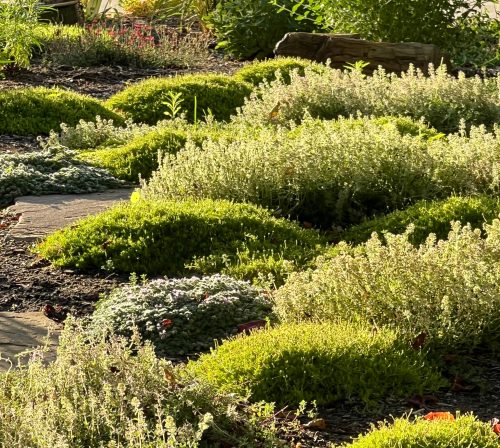 Plants suited to a dry landscape. 