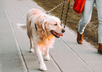 a golden retriever being walked on a leash on a sidewalk with its owners legs in the background.