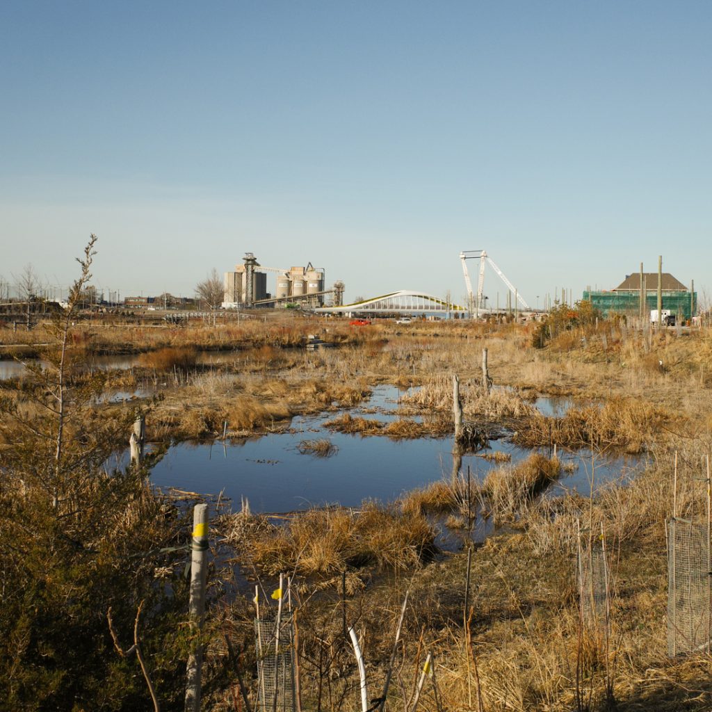 A wetland landscape.