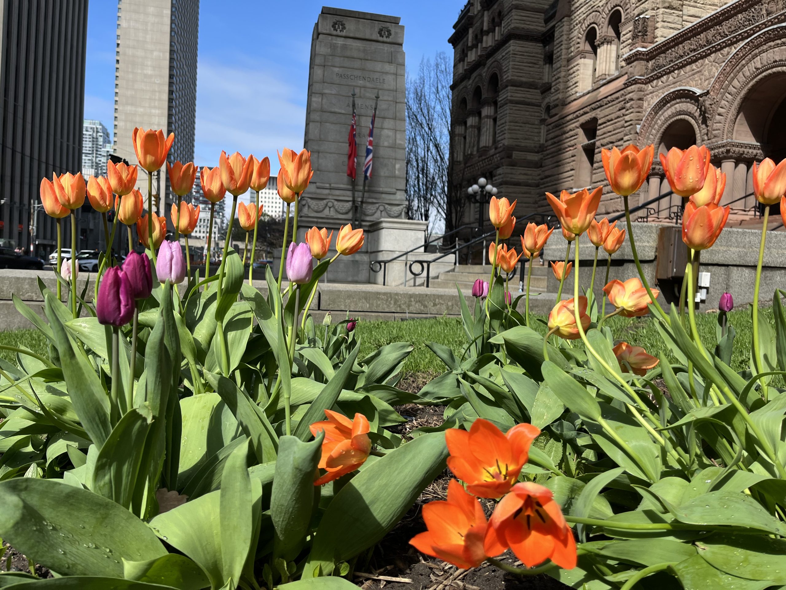 Tulips with the Old City Hall Cenotaph in the background