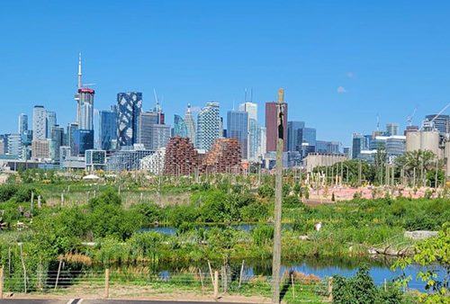 Greenery and waterways in a park looking towards the downtown Toronto city skyline.