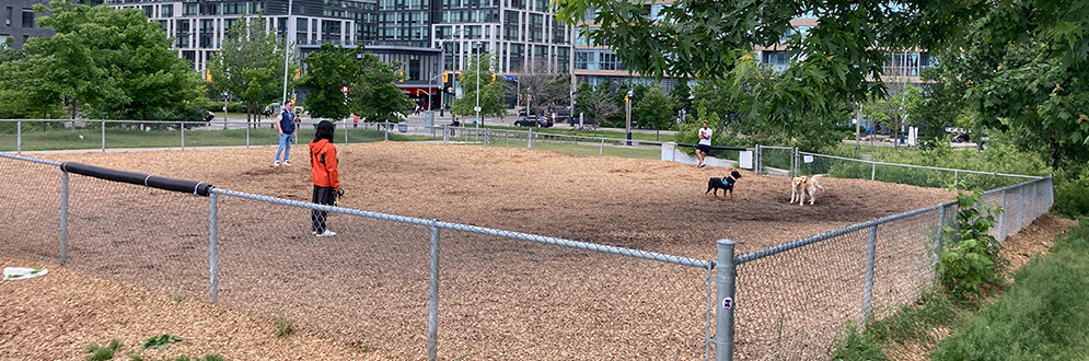 A fenced area with wood chips where people are playing with their dogs.