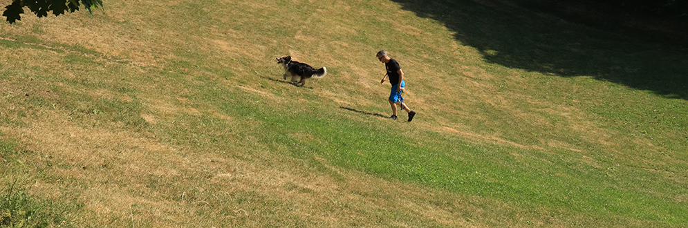 A person walking up a hill in a park with a large dog.