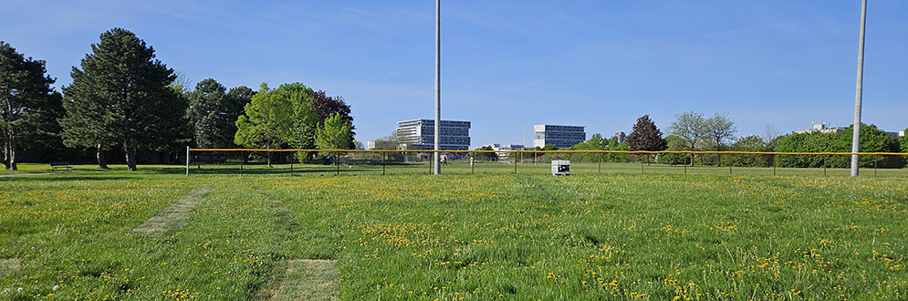 A wide grassy field with dandelions, bordered by fencing and tall light poles, on a clear day. Mature trees dot the surrounding area, and buildings are visible in the background.