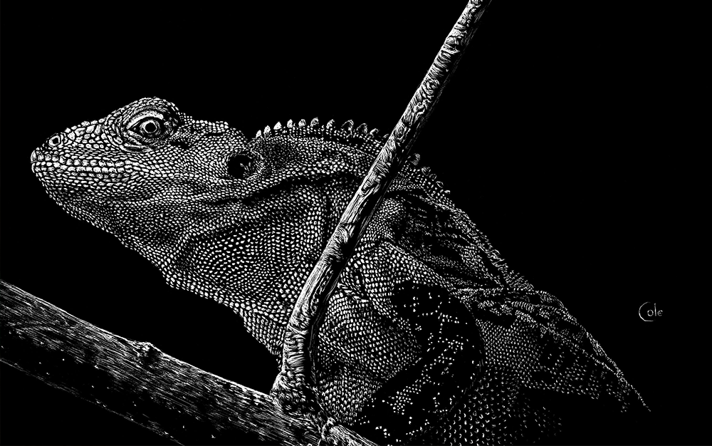 Black and white painting of an iguana sitting on a branch in front of a black background