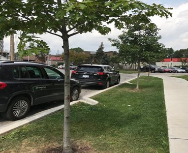 Photo of a streetside green boulevard with grass and trees.