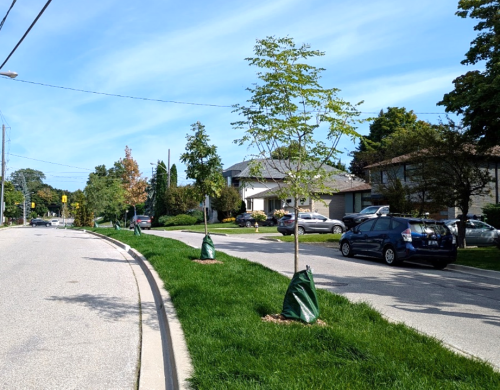 Photo of a green median with grass and trees planted. 