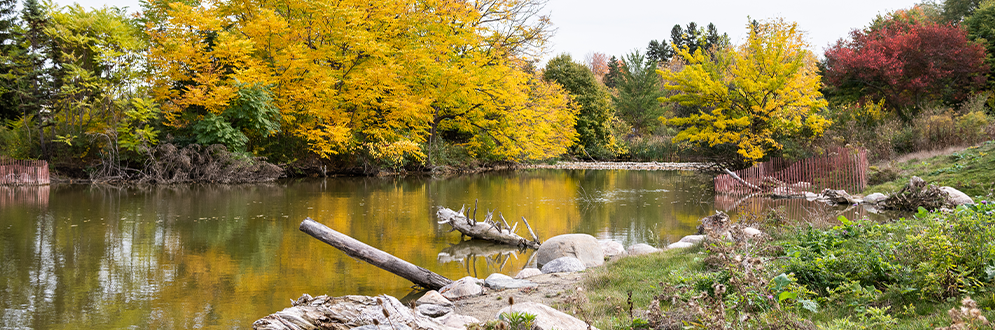 Pond surrounded by autumn trees with yellow and red leaves.