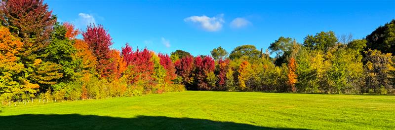 Colorful autumn trees with red, orange, and green leaves surrounding a grassy field under a clear blue sky.