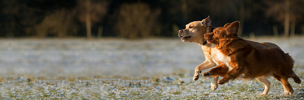 Two dogs running side by side across a frosty field. One dog has a light tan coat, and the other has a reddish-brown coat. Both dogs are mid-stride with their legs extended, appearing energetic and playful. The background shows blurred trees and grass, suggesting an open outdoor setting in cold weather.
