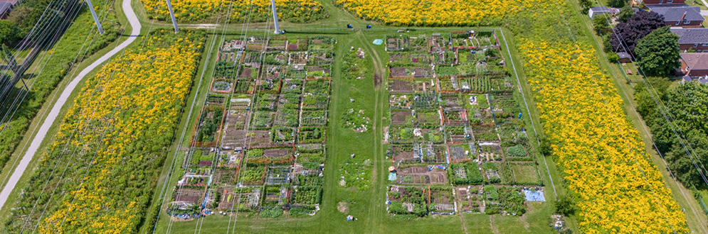 A bird's eye view of allotment garden plots, arranged in a grid.