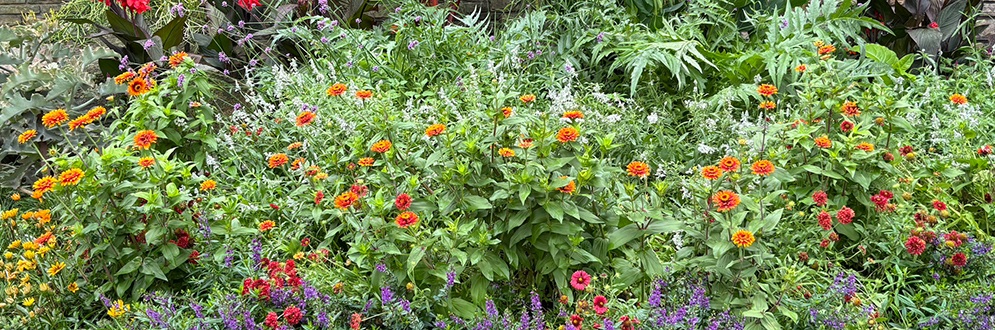 Orange, red, pink and purple flowers among green foliage.