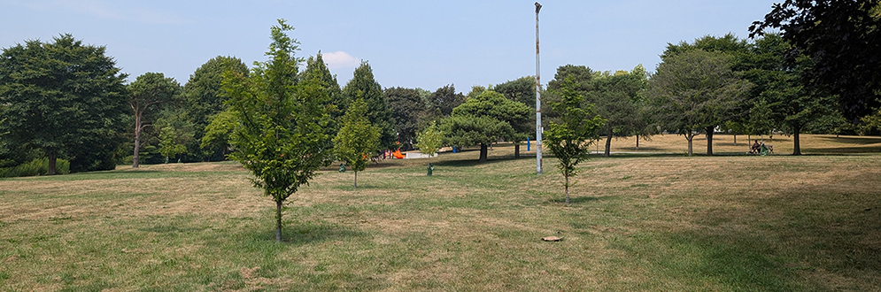 Dr. Daniel Hill Park on a clear day, featuring an open grass area surrounded by mature trees. A tall light pole stands near the centre, while a playground with colourful equipment is partially visible in the distance.