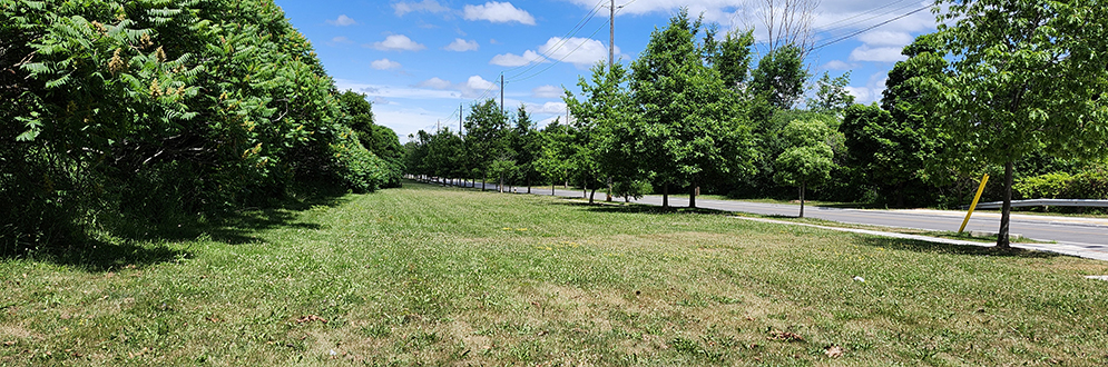 An open grassy area on a sunny day, bordered by mature trees on the left and a paved road on the right.