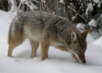 A coyote walking through snow in winter.